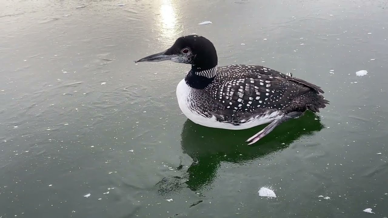 Loon Rescue, East Pond (Smithfield, Maine) 12/7/25