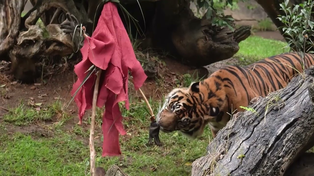 ¡El espíritu de Halloween también ha llegado a Bioparc Fuengirola!