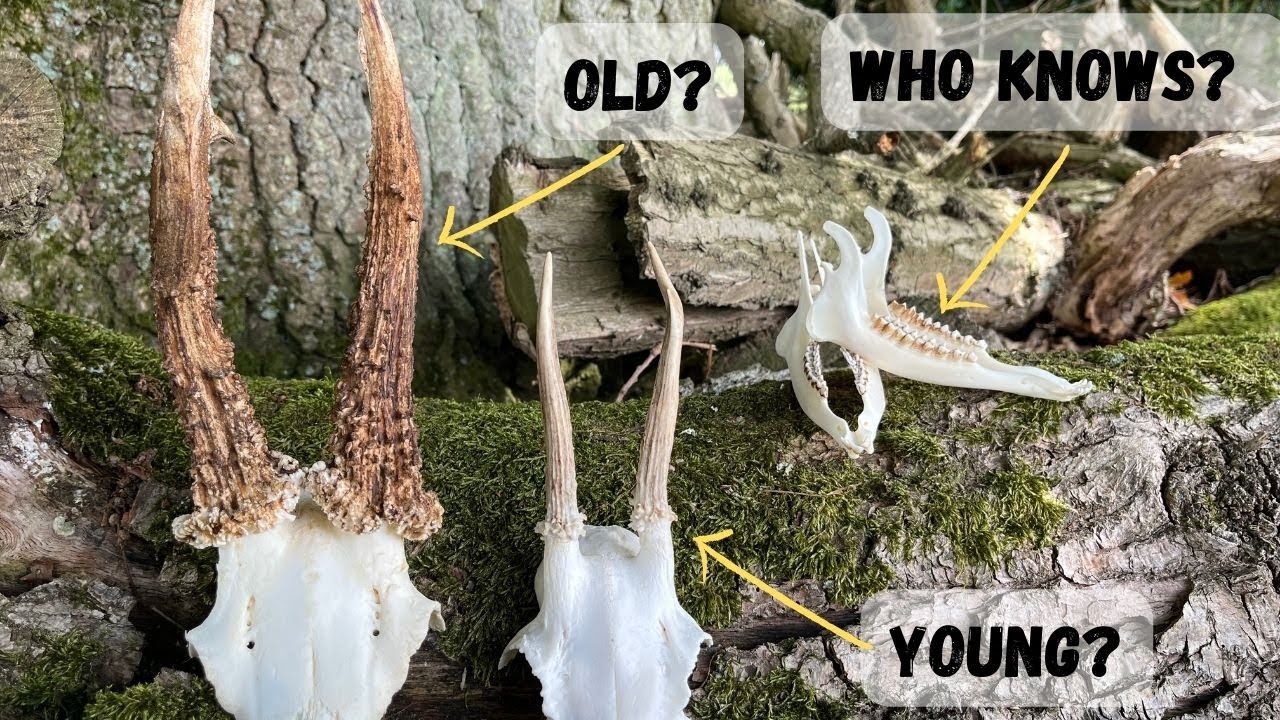 Ageing Deer