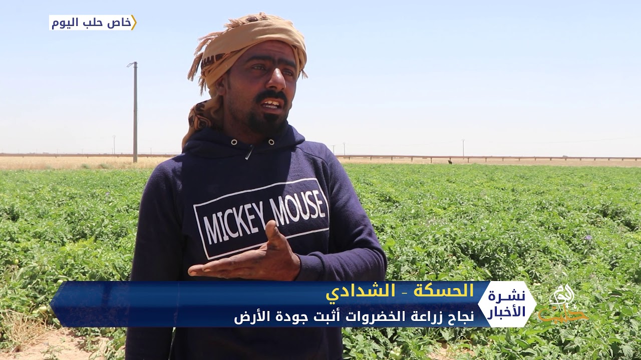 لأول مرة.. زراعة الخضروات في حقول القمح والشعير بريف الحسكة