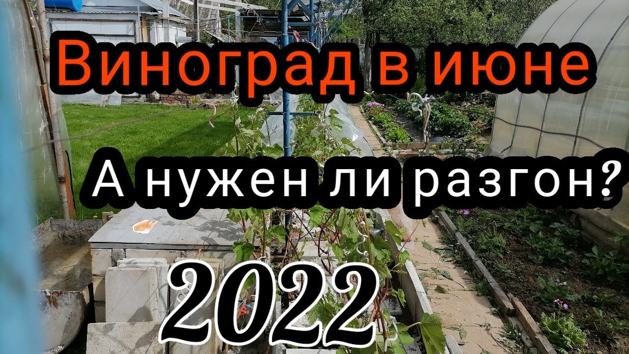 результат весеннего разгона винограда.