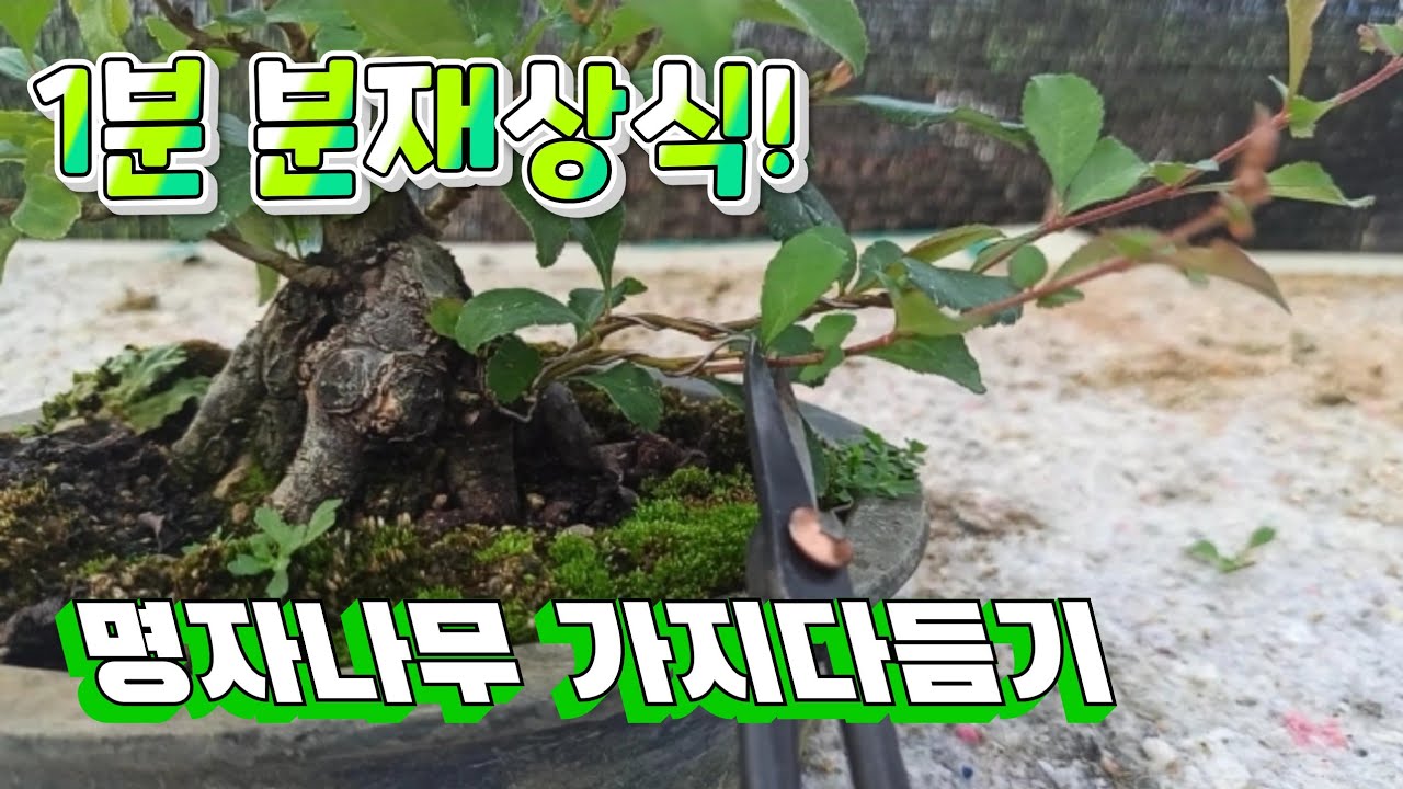 [1분 분재상식]명자나무 분재 가지 다듬기 방법 - 새싹분재원TV Sprout Bonsai TV​