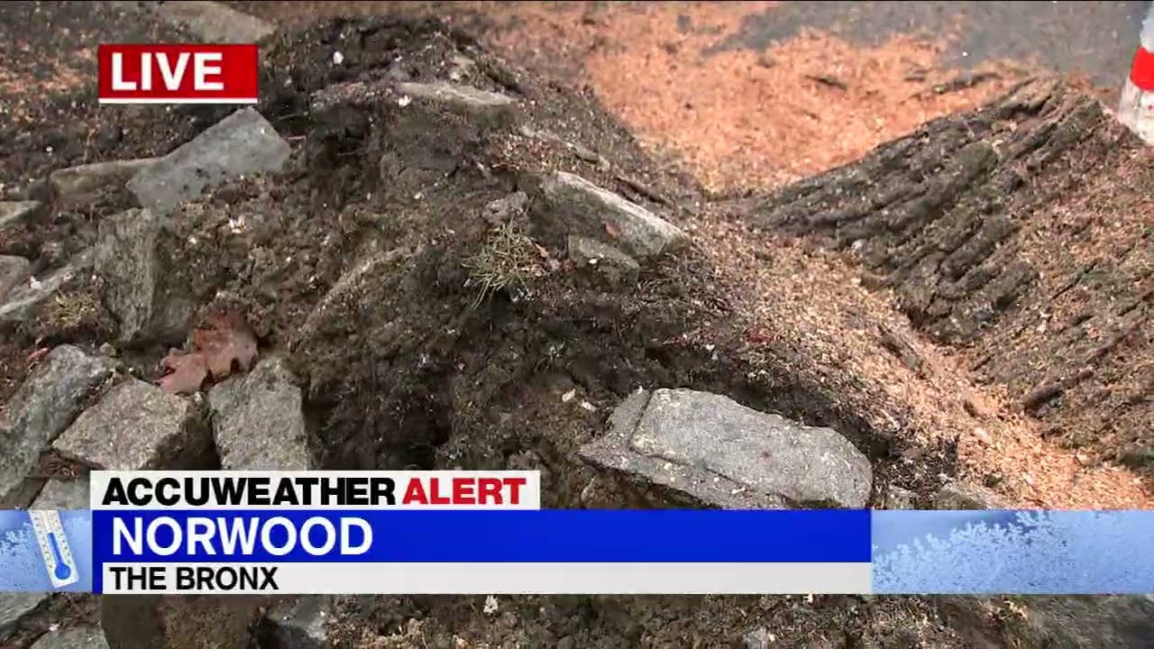 Large tree falls on cars in Bronx