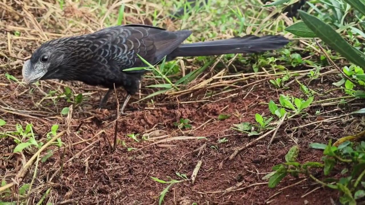 Anu-preto (Crotophaga ani) procurando por bichinhos (2). Smooth-billed ani looking for insects (2)
