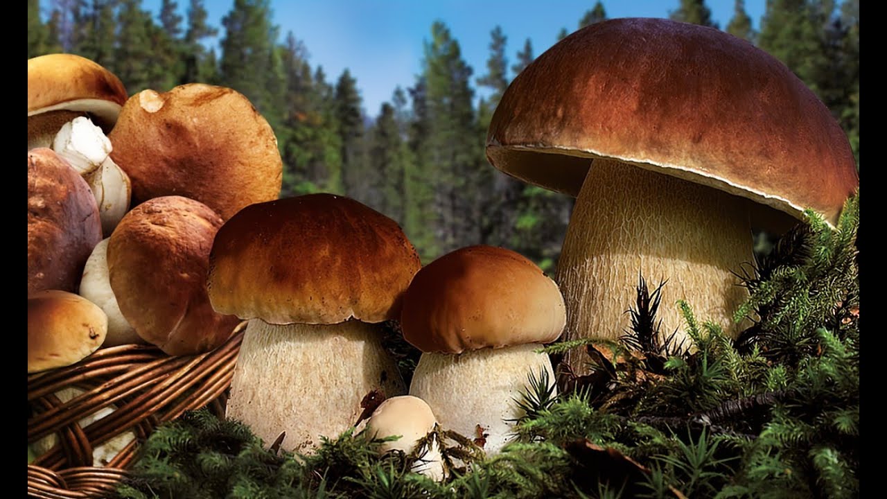FUNGHI PORCINI SPETTACOLARI-carrellata di meravigliosi porcini, in attesa della nuova STAGIONE 2022!