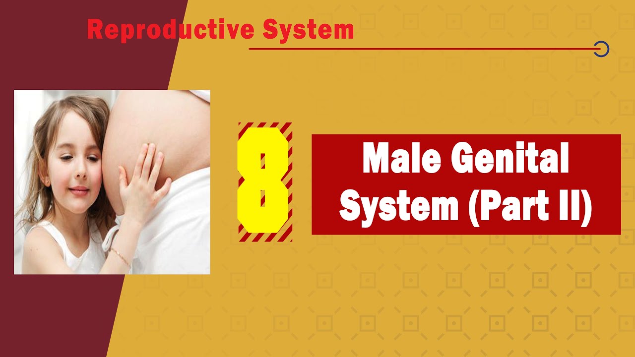 𝟎𝟖. 𝐌𝐚𝐥𝐞 𝐠𝐞𝐧𝐢𝐭𝐚𝐥 𝐬𝐲𝐬𝐭𝐞𝐦 (𝐏𝐚𝐫𝐭 𝐈𝐈) & ♂️👨🚹 (2️⃣الجهاز التناسلي الذكرى)