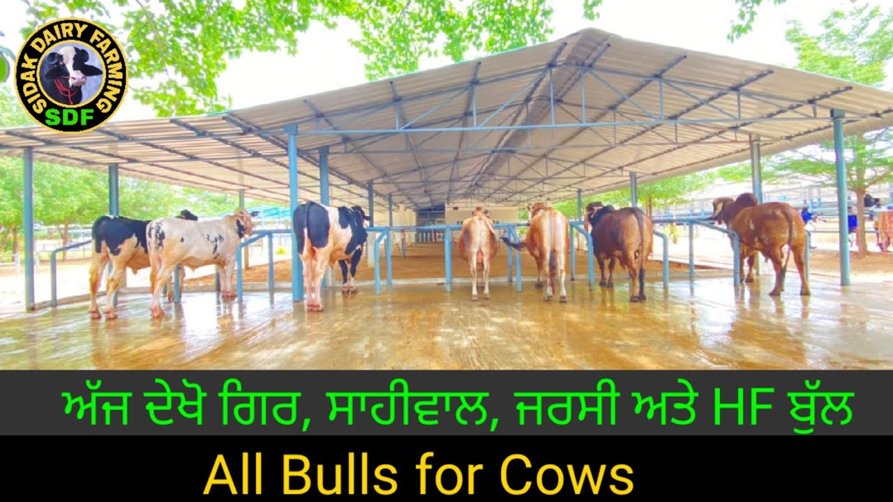 ABC SEMEN BANK, Bulls for cows, ਸਾਹੀਵਾਲ, ਗਿਰ, ਜਰਸੀ ਅਤੇ ਫਰੀਜਨ ਬੁੱਲ