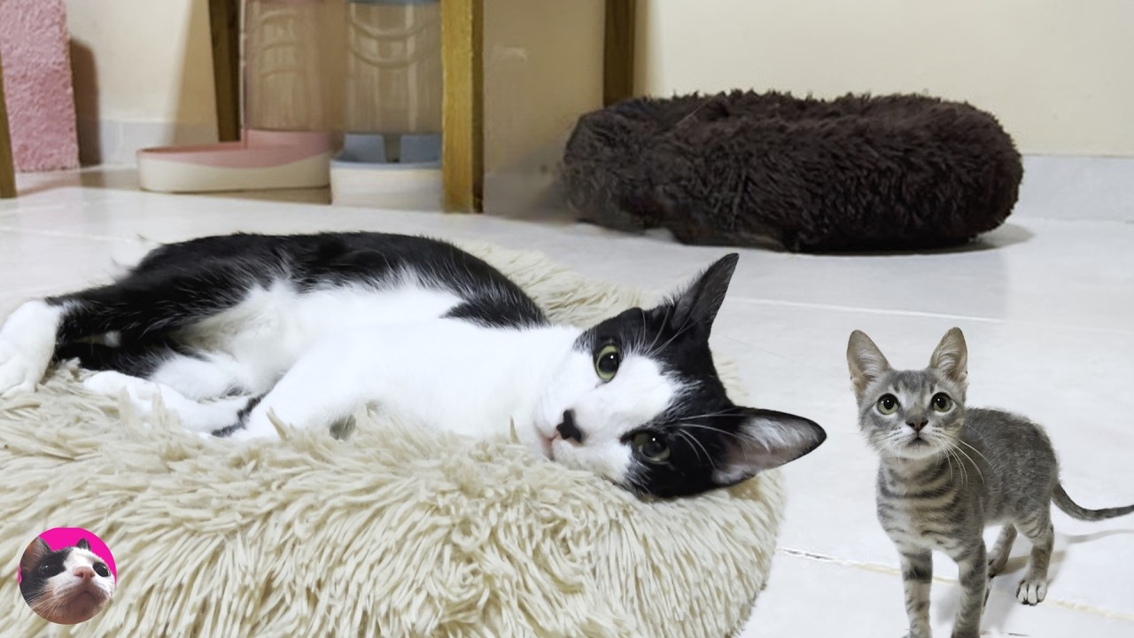 Пожилой кот Му ласково принимает озорного спасенного котенка, который подходит к нему поближе