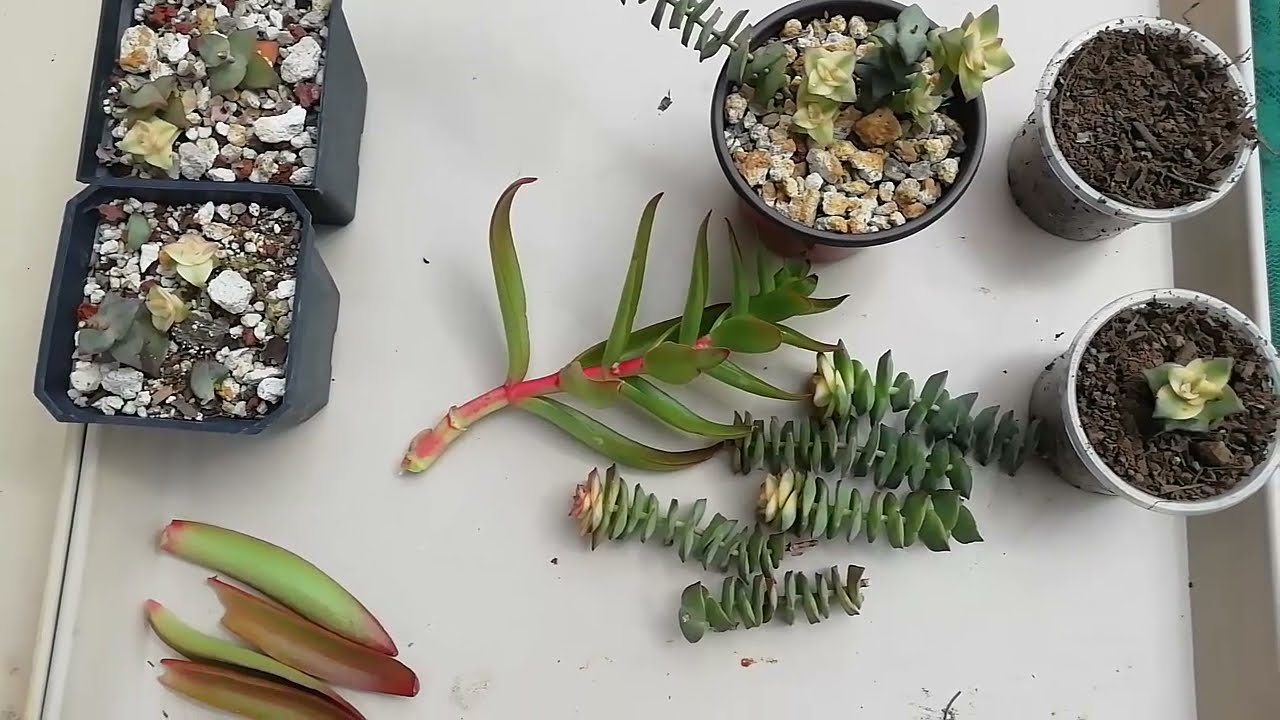 8) como REPRODUCIR CRASSULA PERFORATA // PLANTA ACORDEON ;)