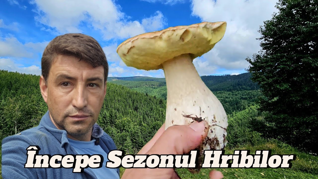 AM GĂSIT PRIMELE CIUPERCI DIN APUSENI – HRIBII AȘTEPTAȚI TOT ANUL, CULEȘI PE PLOAIE! | EP 32