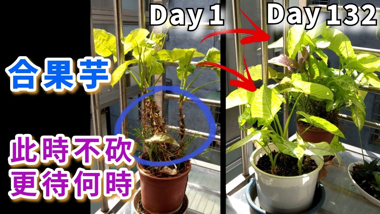 合果芋，修剪與扦插紀錄
