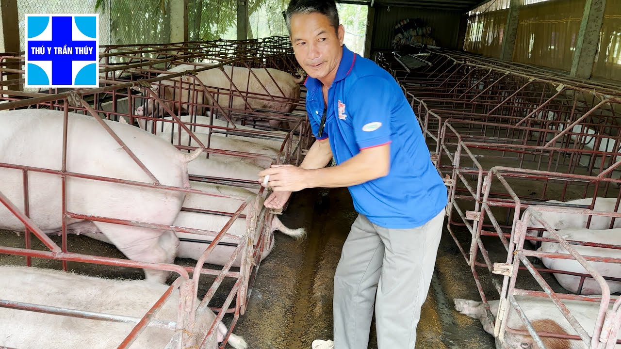 Suýt bán nhà vì lợn nổ tai xanh: Thôi chú thông cảm, để anh chữa