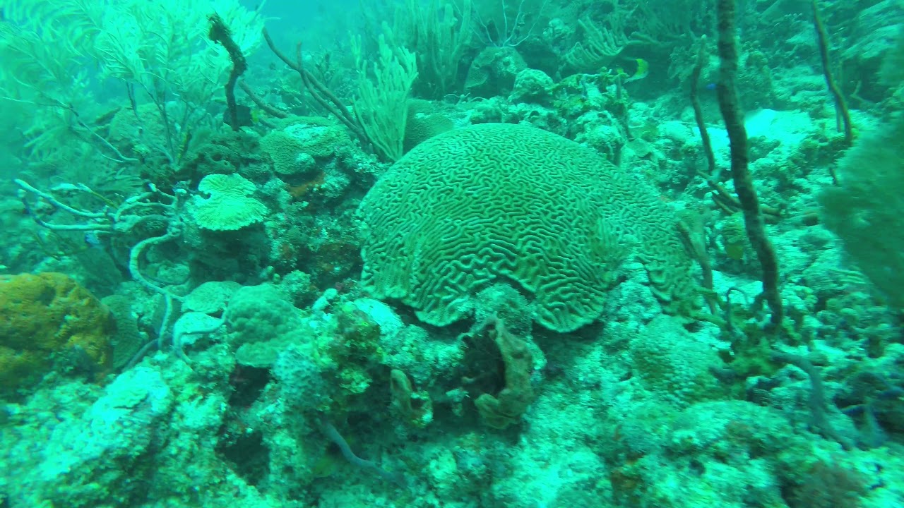 The Boot Reef Dive