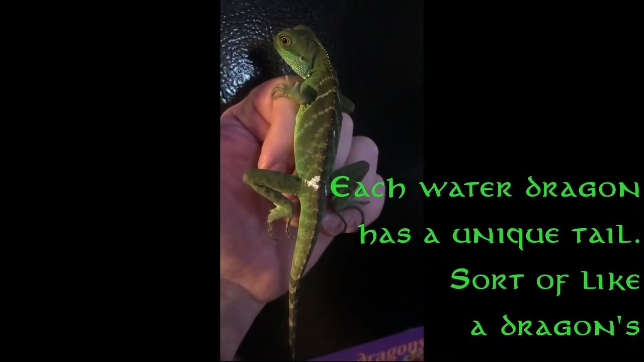 Chinese Water Dragon 
