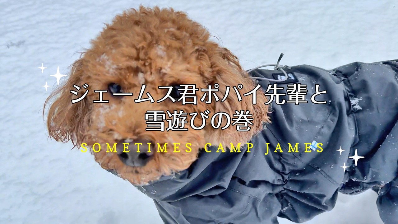 2026厳冬期新雪の中ポパイ先輩と走り回るジェームスの巻