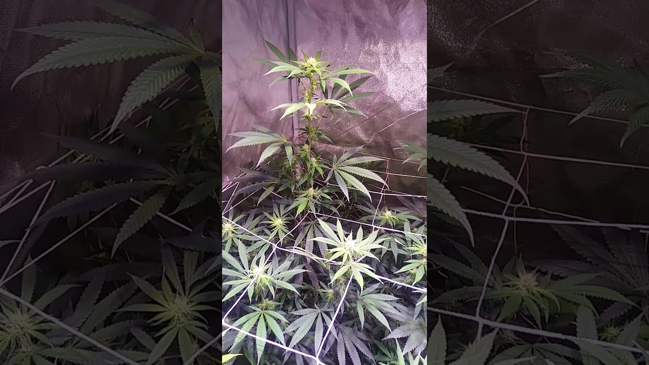 Week 5 🍍 express jack herer hulk berry