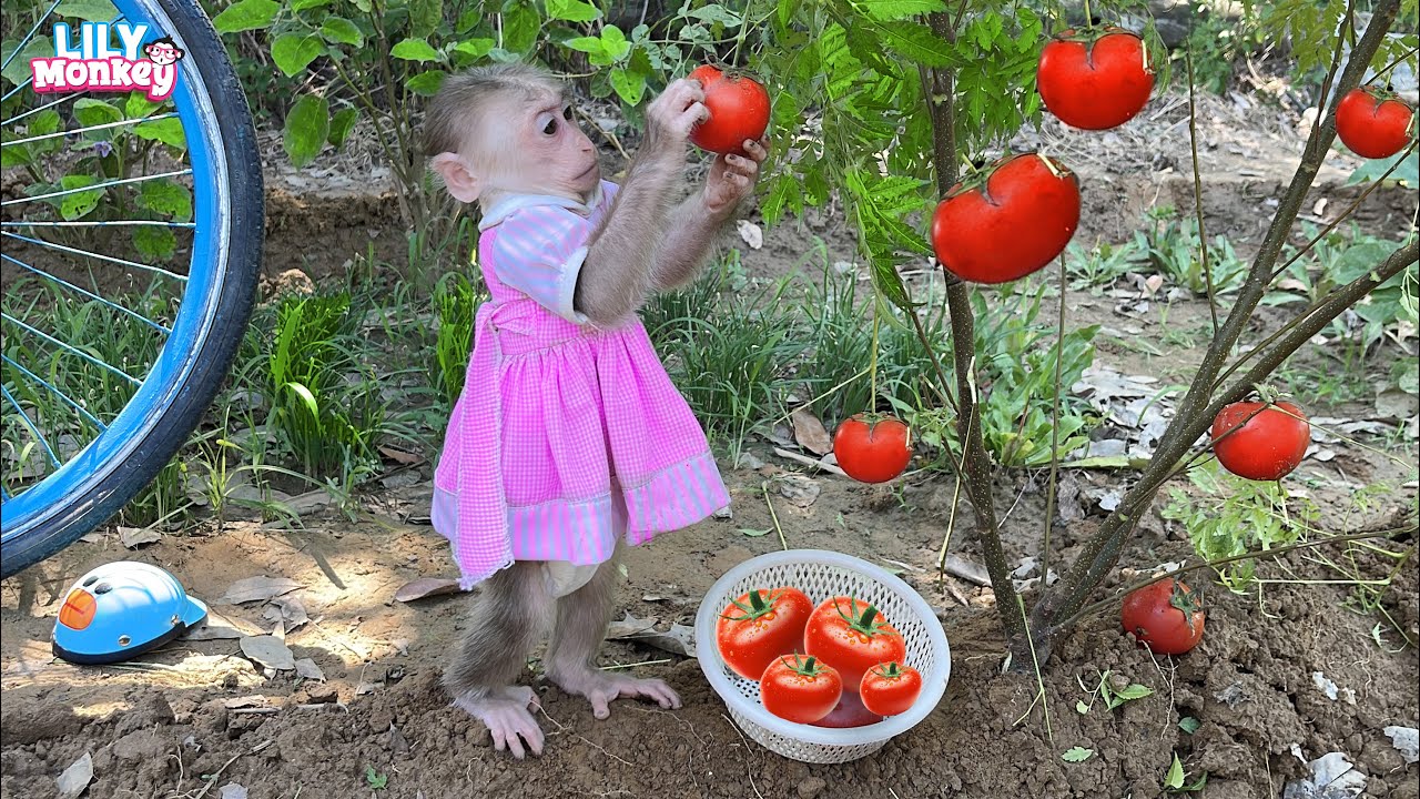 Smart monkey Lily helps harvest tomatoes to make juice | Full Version