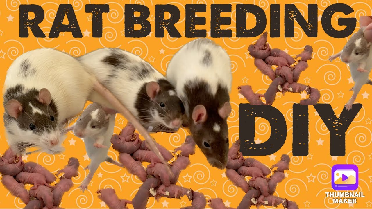 DIY RAT BREEDING