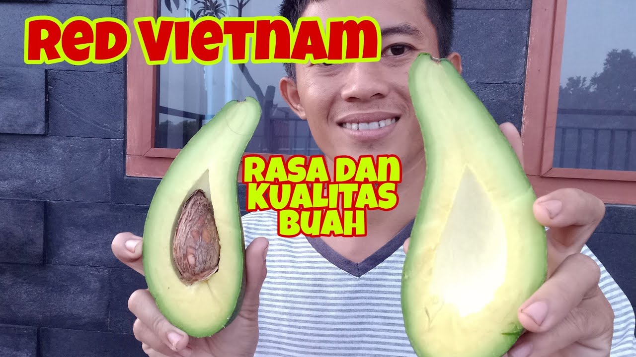 Review !! Rasa dan Kualitas Buah Alpukat Red Vietnam Hasil Introduksi