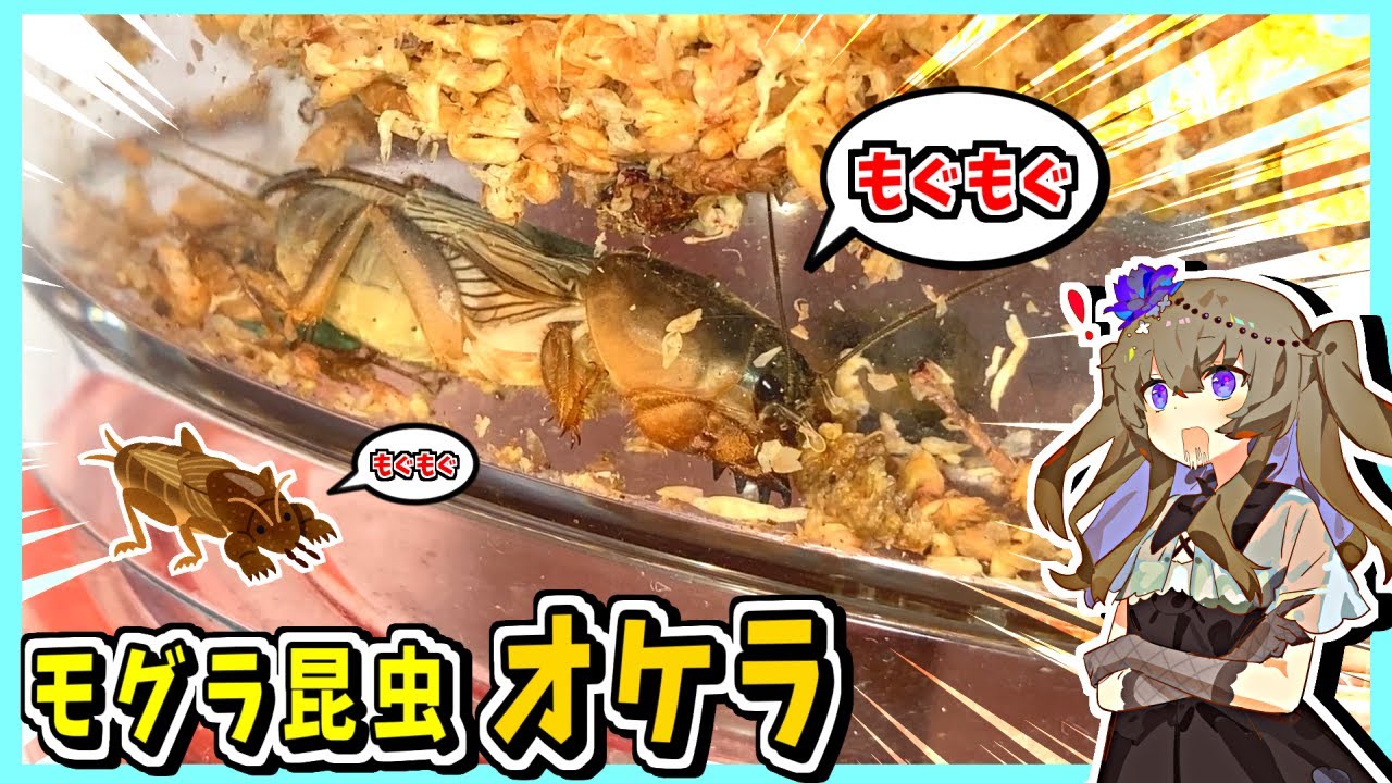 【2022令和最新版】オケラ飼育を再開しました！本編は2:25～【ケラ・昆虫・飼育・Mole cricket・VOICEVOX実況】