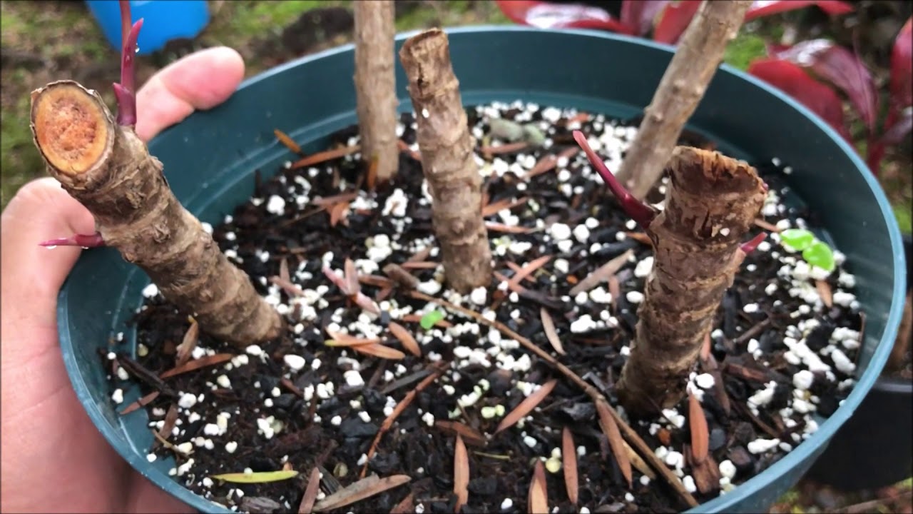 Growing RED TI LEAF Plant = Cordyline Fruticosa