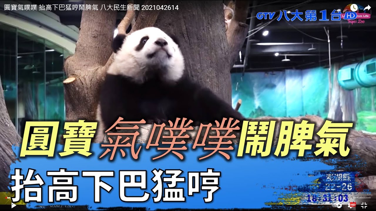 圓寶氣噗噗鬧脾氣 抬高下巴猛哼 八大民生新聞 2021042614