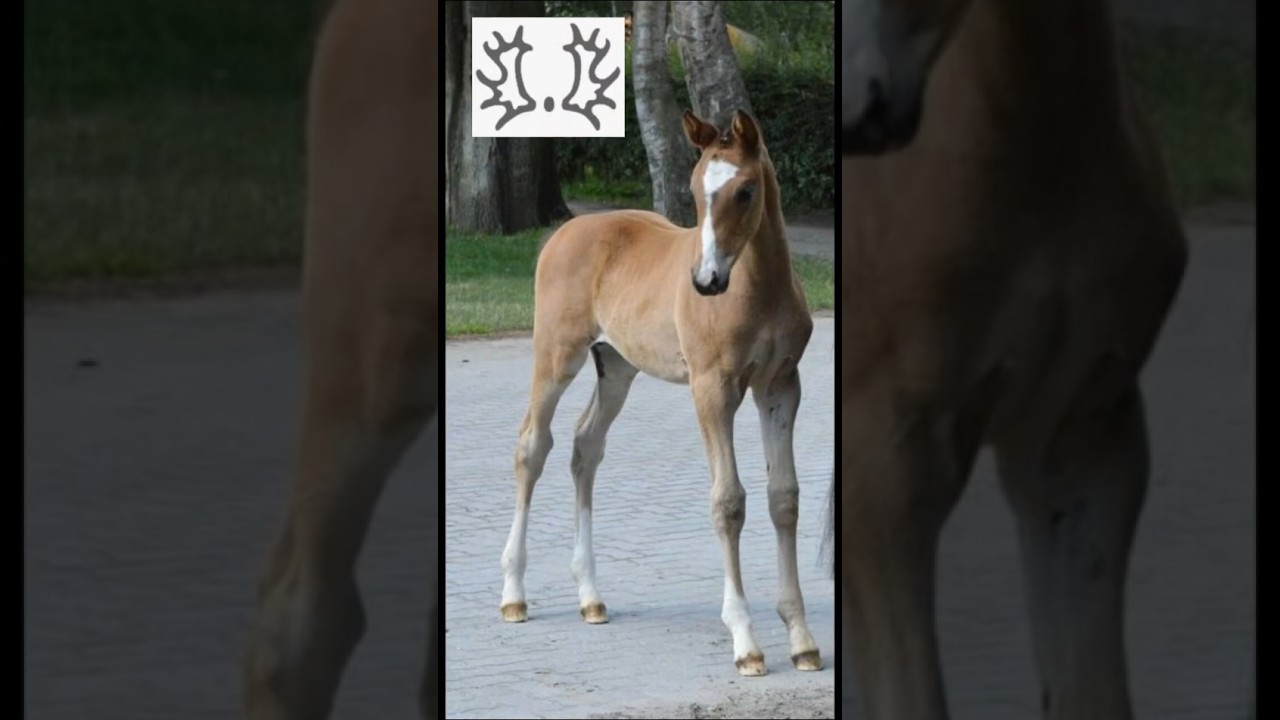 Trakehner Fohlen Auri, wie war ihr Kindheit #horse