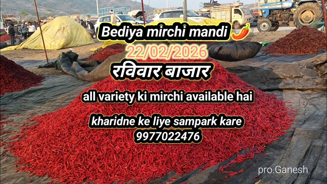 Bediya mirchi mandi 🌶️ cont.9977022476 #redchilli #food #adivasisong #viral #trending #spicy  