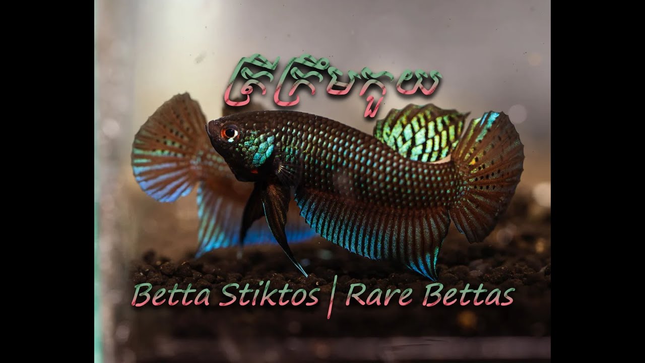 Betta Stiktos | Rare Bettas | Found only in the Mekong River basin in Cambodia, Stung Streng