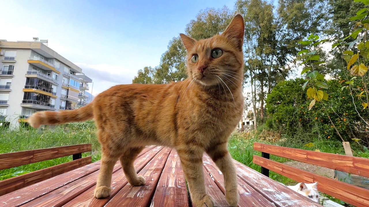 Just a Ginger Cat Being Adorable