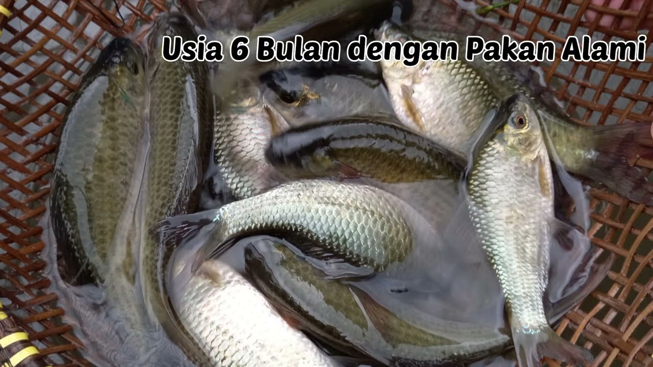 Proses Panen Ikan Nilem Umur 6 bulan||Kolam Tanah Pakan Alami.