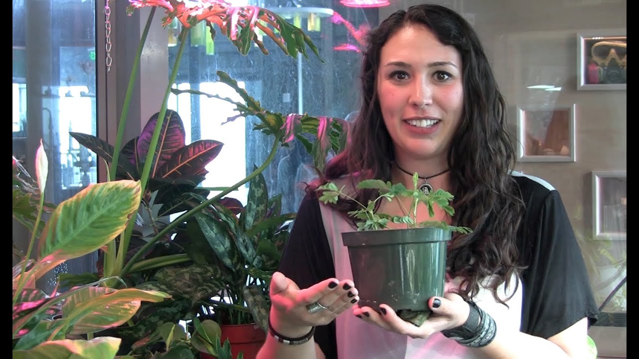 Do plants have memory? - This Week in Science (TWIS) Short