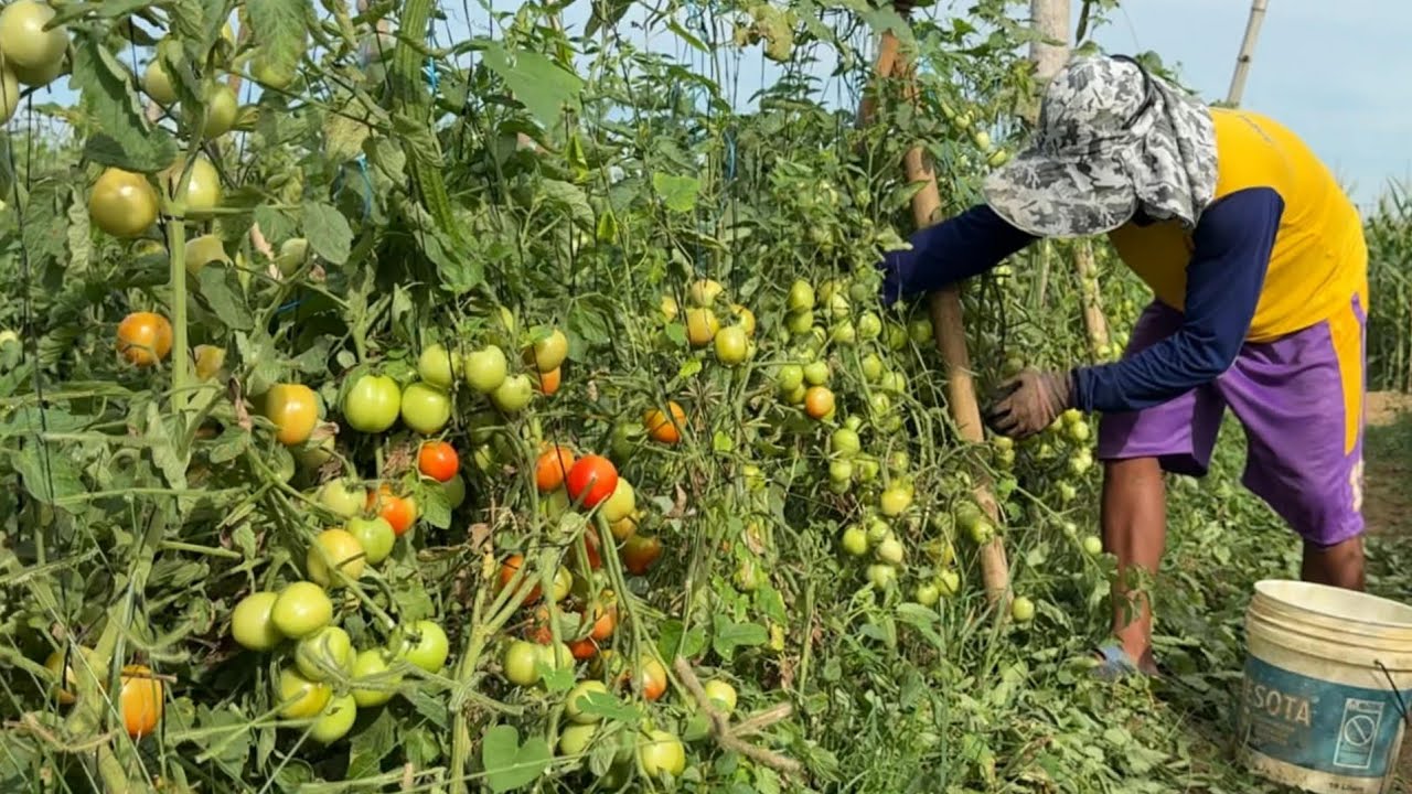 Tomato Farming- Pest and Disease control in Luzon
