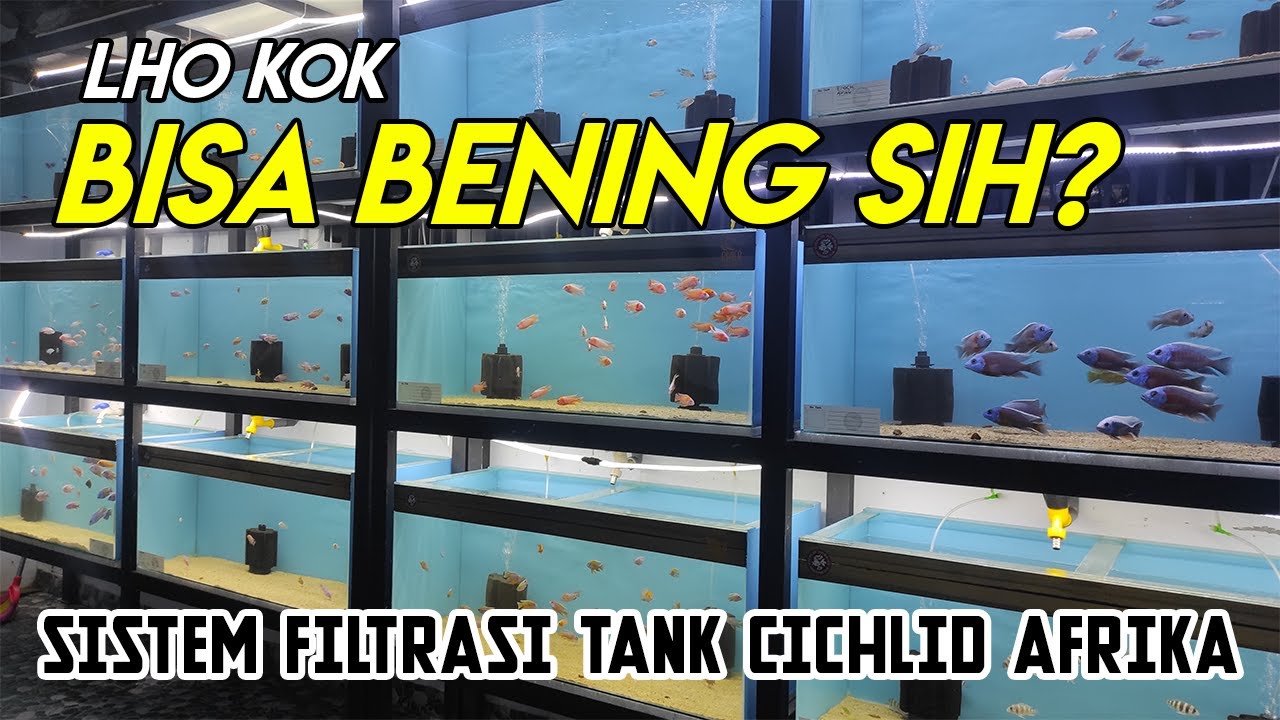 SISTEM FILTRASI CICHLID AFRIKA