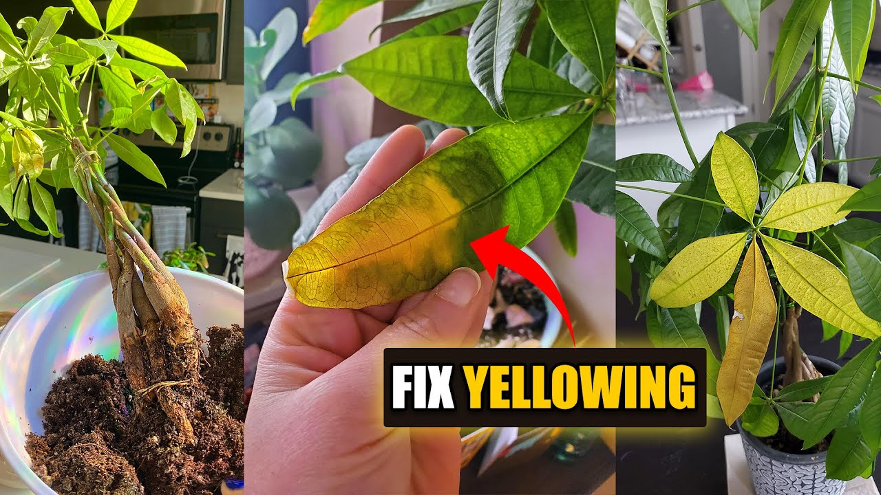 Money tree leaves turing yellow and falling off ?