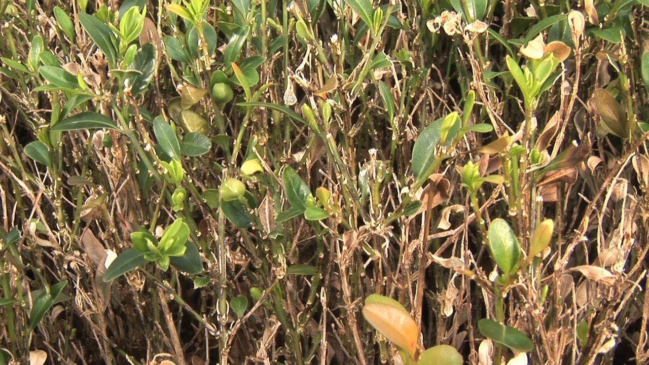 Pflegeanleitung: Buchstriebsterben - braune Triebe am Buchsbaum