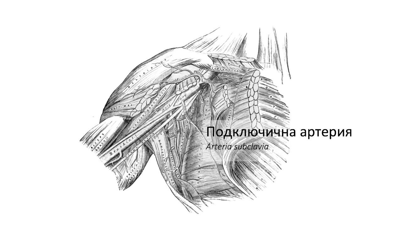 Подключична артерия – Arteria subclavia (14:32) ┃teoriyata.com