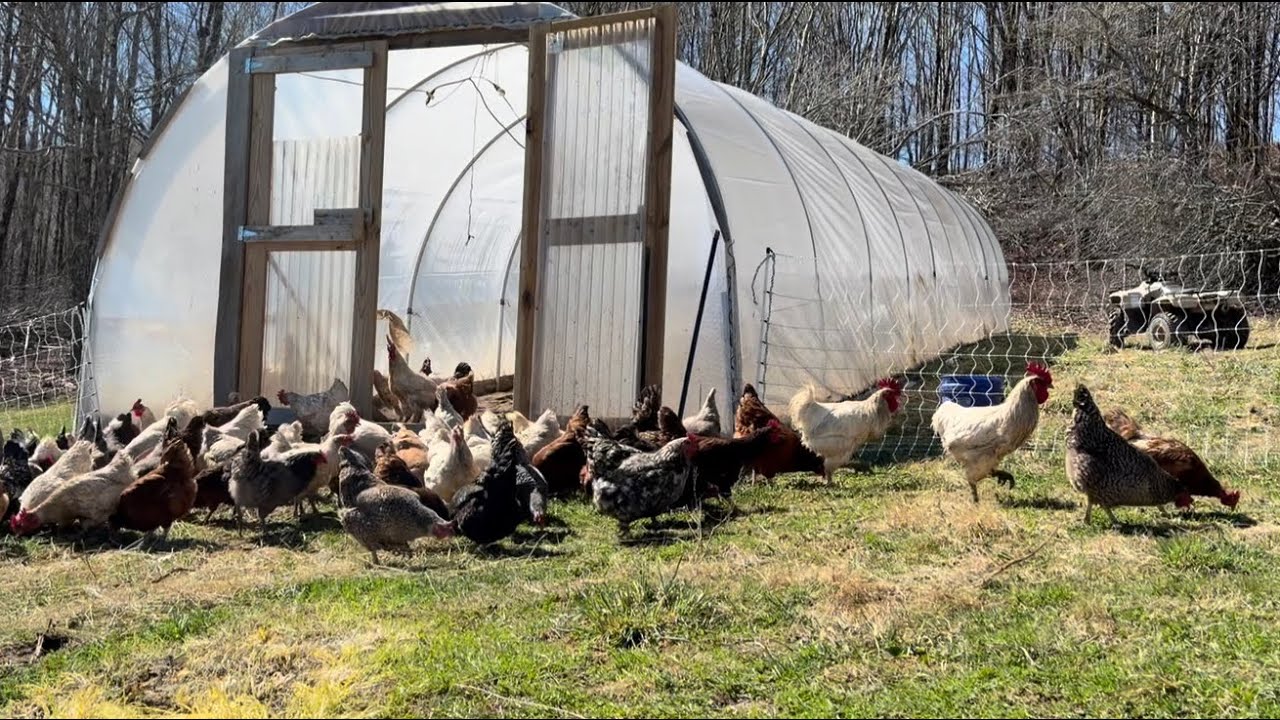 How to keep chickens in and predators out! #Premier1 #ruralliving #chicken 