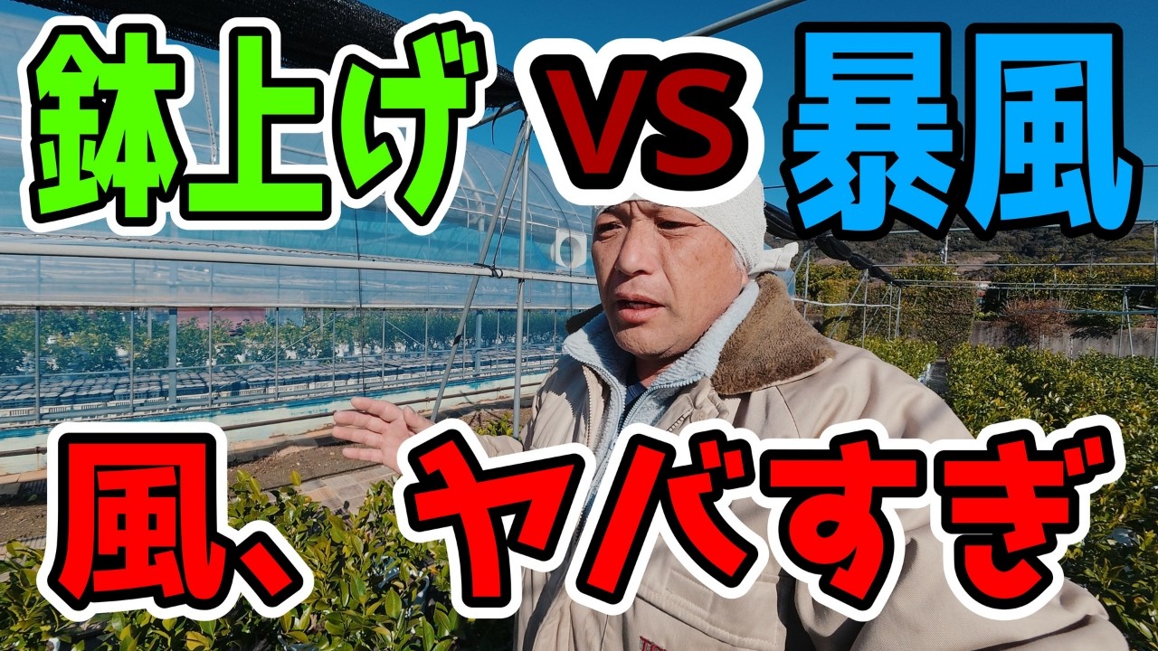 【暴風】鉢が倒れる！起こして並べろ！鉢上げVlog② Wind vs Pots!