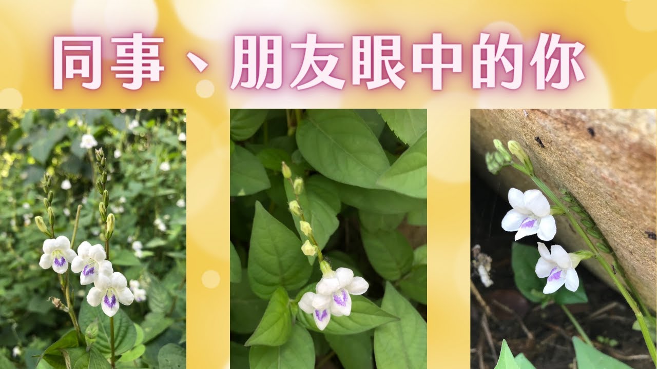 【就是現在系列】同事、朋友眼中的你｜靈魂成長｜塔羅神諭牌卡解讀｜無時間限制