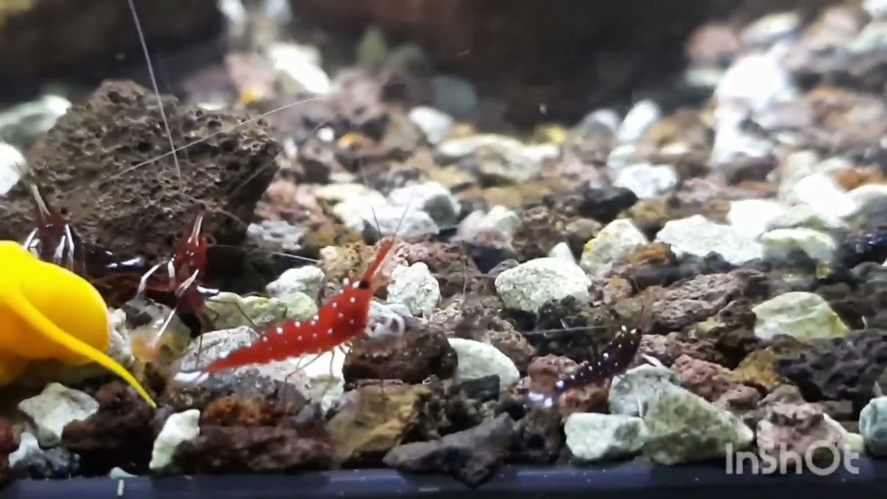 Caridina dennerli, kardynał z Sulawesi w 3 City Shrimp