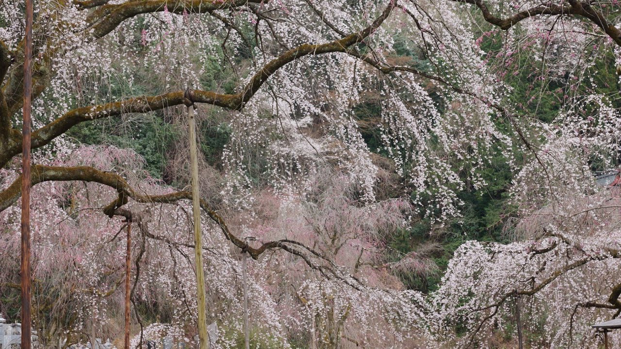 清雲寺　しだれ桜　2025.03.30　埼玉県秩父市　めざせ楽々桜見学