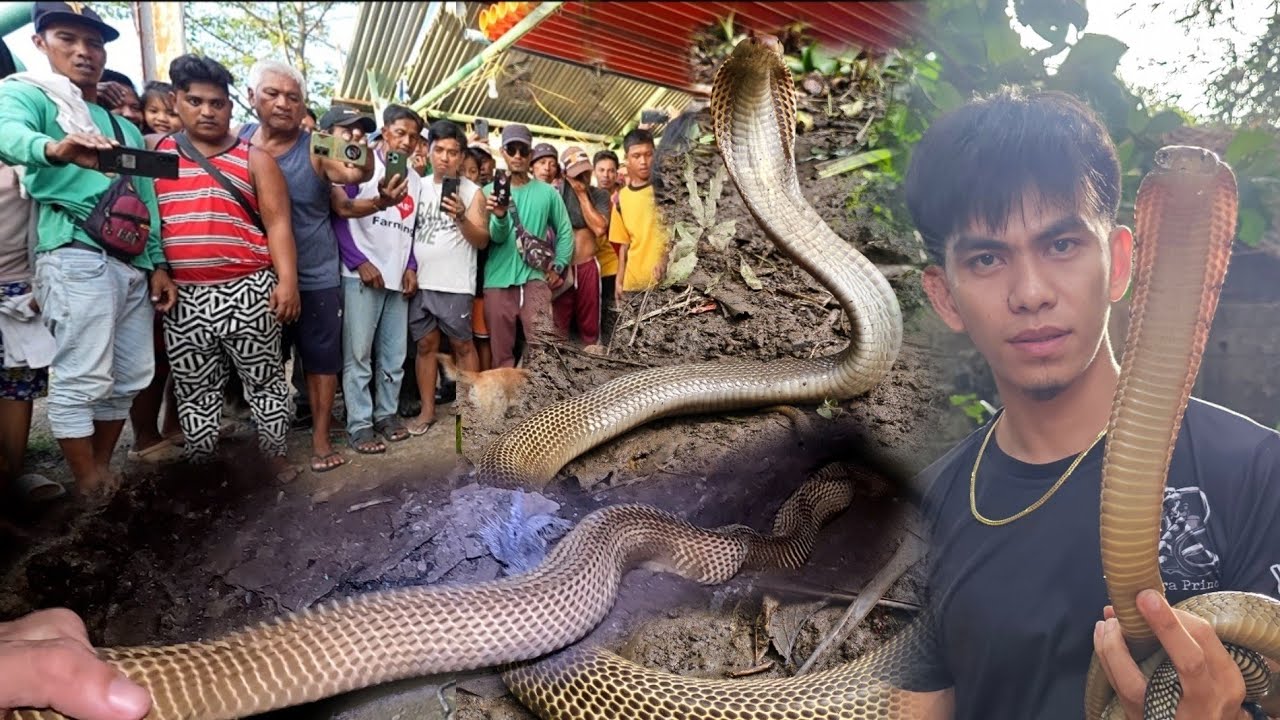 JUMBO COBRA SA APARADOR NG KWARTO