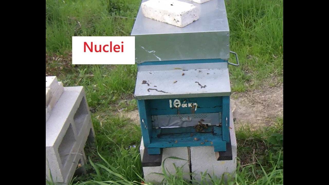 Nuclei vicino alle Arnie Madri