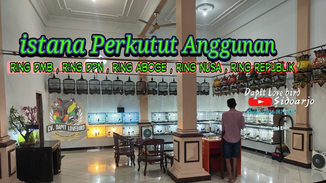 Peternak Perkutut Bangkok Ori Angunan !!! terbesar di sidoarjo