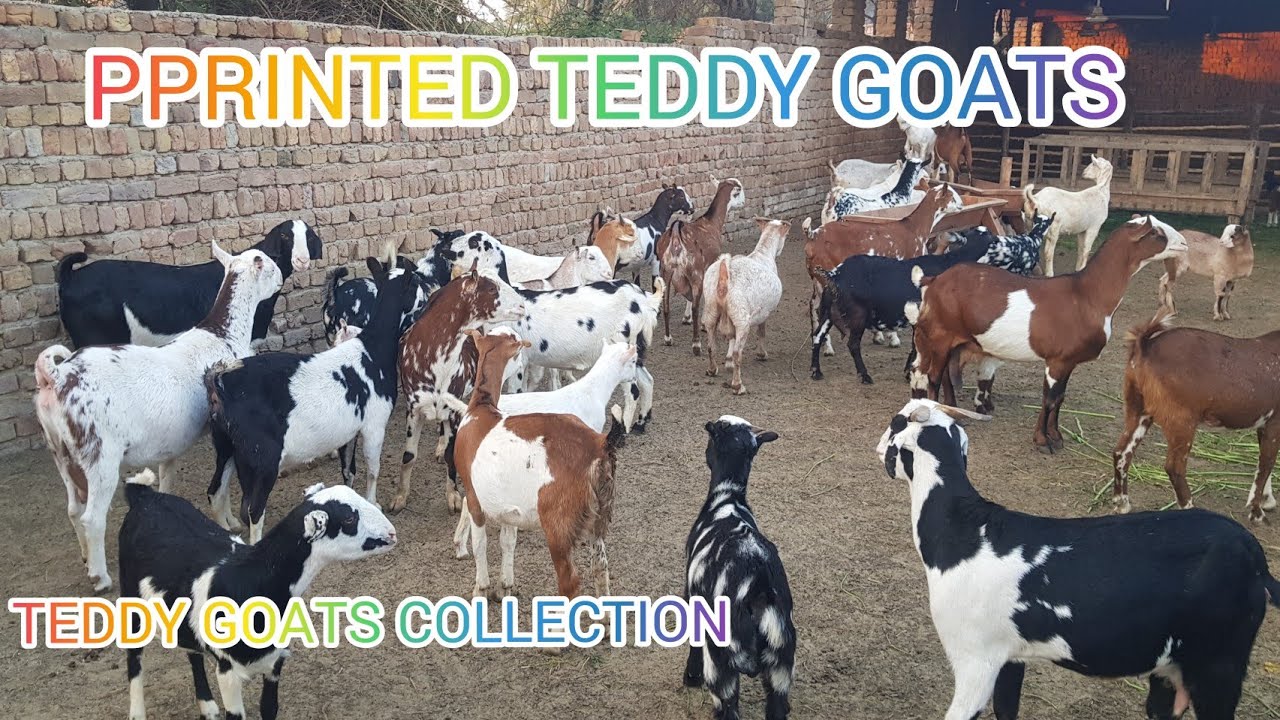 BEAUTIFUL PRINTED TEDDY GOATS|| TEDDY GOATS RATES || UBAIDULLAH BUGTI TEDDY FARM