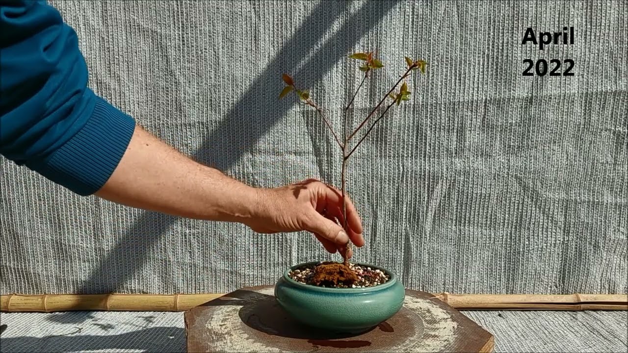 Apricot bonsai 1