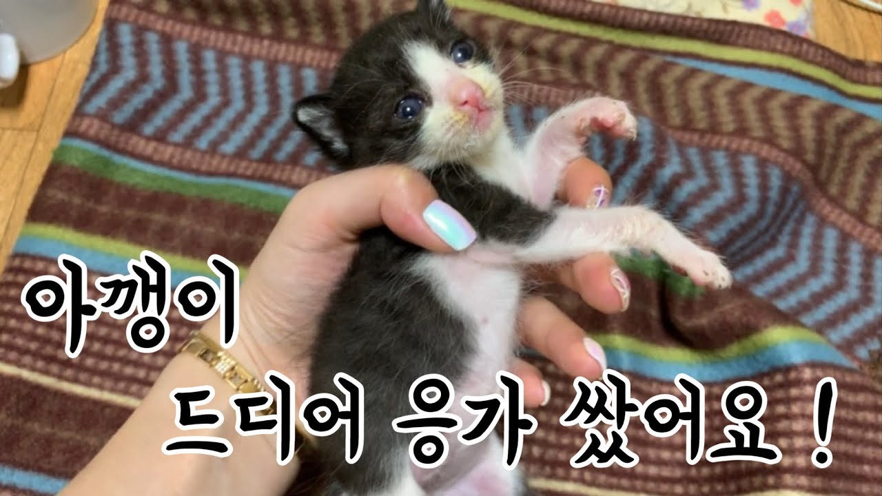 냥줍 6일차!🐈 아깽이 첫 응아하다!!! 초보집사의 냥줍일기❤아깽이의 브이로그❤VLOG