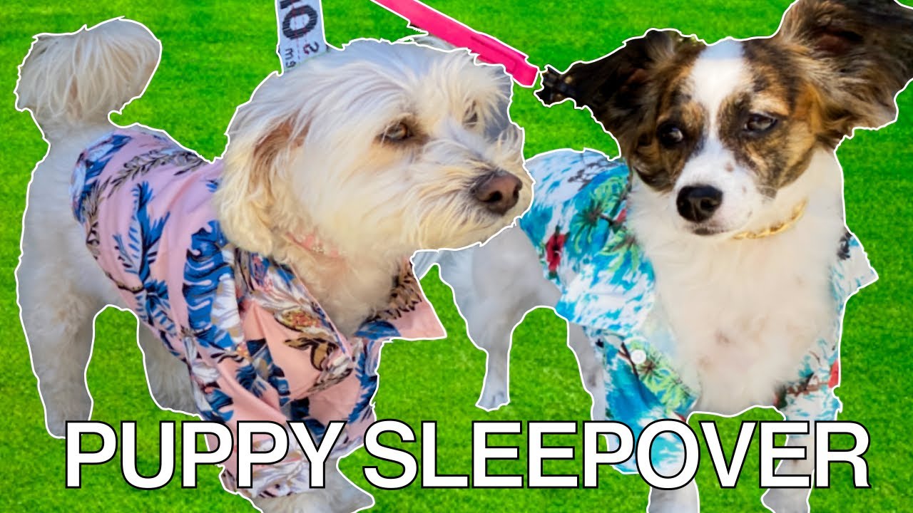 Puppies Have A Sleepover