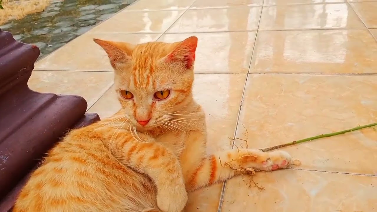 🐈 ganteng menjadi agresif saat nyimeng